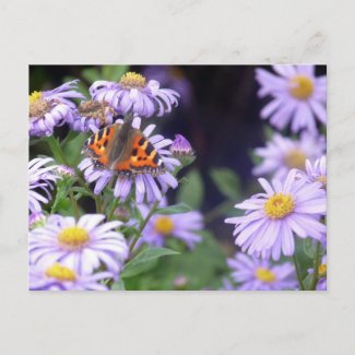 Butterfly On Flowers Postcard