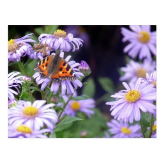 Butterfly On Flowers Postcard