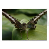 Butterfly on Green - Blank Inside (Front Horizontal)