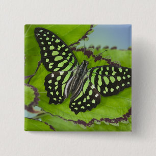 Butterfly on Green Button