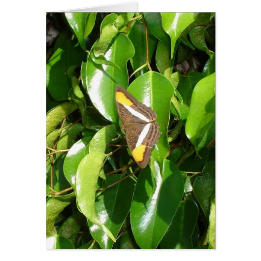 Butterfly on green cards (Front)