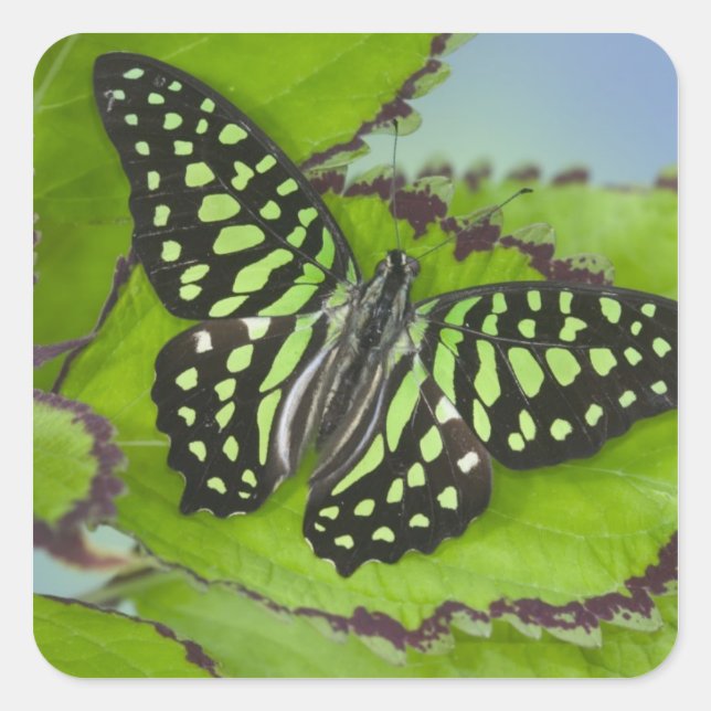 Butterfly on Green Square Sticker (Front)