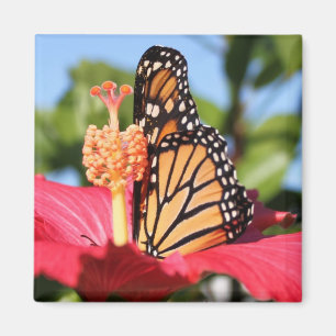Butterfly on Hibiscus Magnet