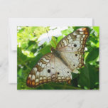 Butterfly on Jasmine Tropical Nature Photography