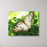 Butterfly on Jasmine Tropical Nature Photography Canvas Print