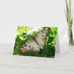 Butterfly on Jasmine Tropical Nature Photography Card