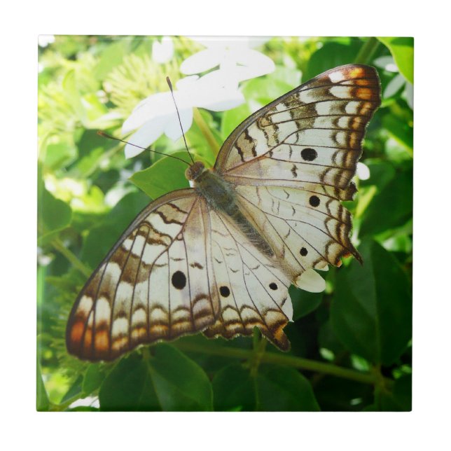 Butterfly on Jasmine Tropical Nature Photography Ceramic Tile (Front)