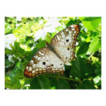 Butterfly on Jasmine Tropical Nature Photography Photo Print