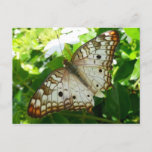 Butterfly on Jasmine Tropical Nature Photography Postcard