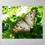Butterfly on Jasmine Tropical Nature Photography Poster