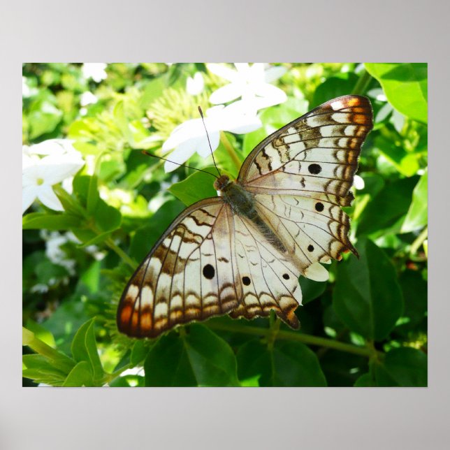 Butterfly on Jasmine Tropical Nature Photography Poster (Front)
