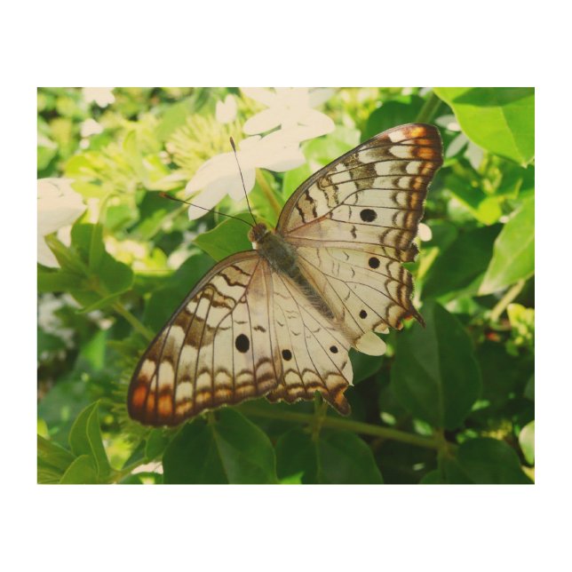 Butterfly on Jasmine Tropical Nature Photography Wood Wall Decor (Front)