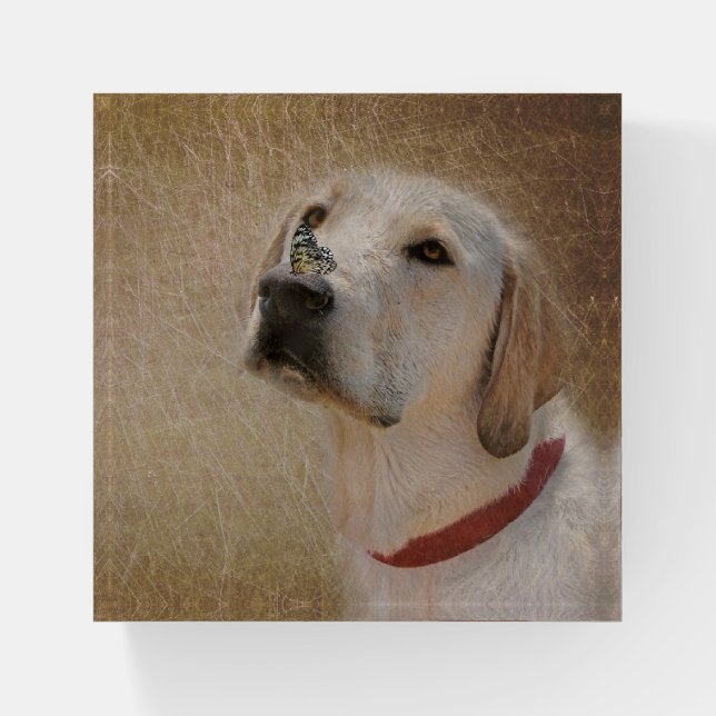 Butterfly On Labrador's Nose  Paperweight (Front)