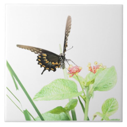 Butterfly on Lantana on White Ceramic Tile