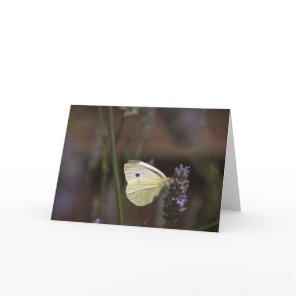 Butterfly on Lavender Card