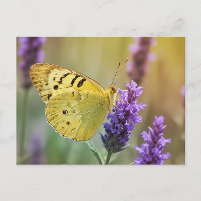 Butterfly on Lavender Postcard (Front)