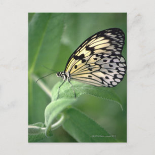 Butterfly on leaf postcard