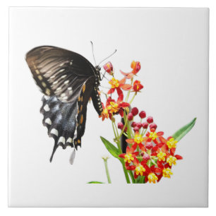 Butterfly on Milkweed Blooms, on White Ceramic Tile
