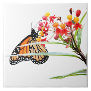 Butterfly on Milkweed Blooms, on White Ceramic Tile