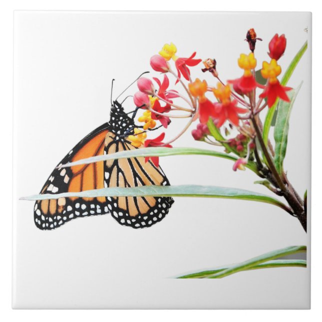 Butterfly on Milkweed Blooms, on White  Ceramic Tile (Front)