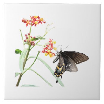 Butterfly On Milkweed Blooms  On White  Ceramic Tile by PicturesByDesign at Zazzle