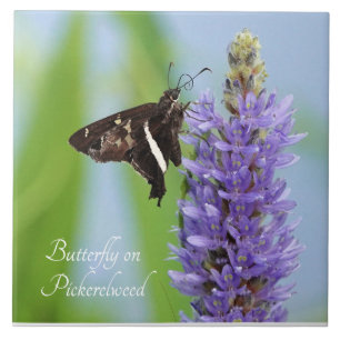 Butterfly on Pickerelweed Bloom; Ceramic Tile
