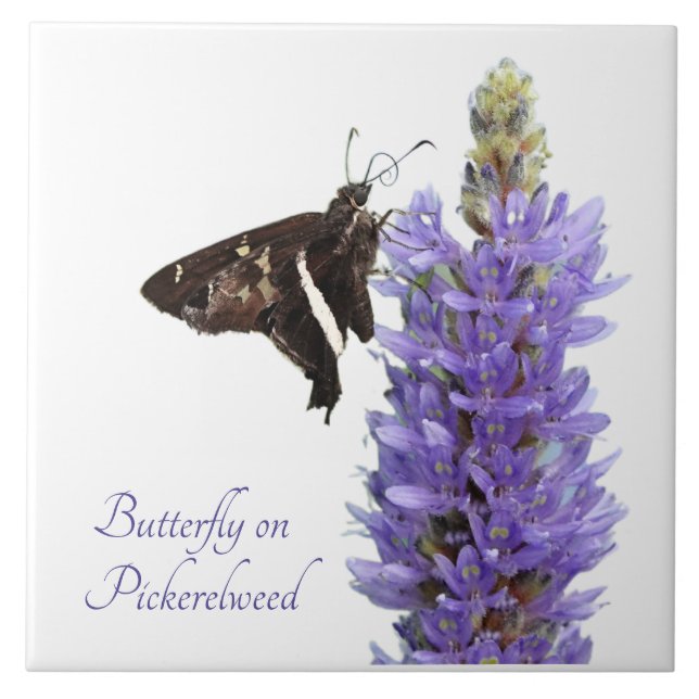 Butterfly on Pickerelweed, white Ceramic Tile (Front)