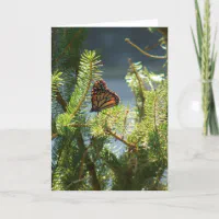 Butterfly on Pine Tree Card | Zazzle