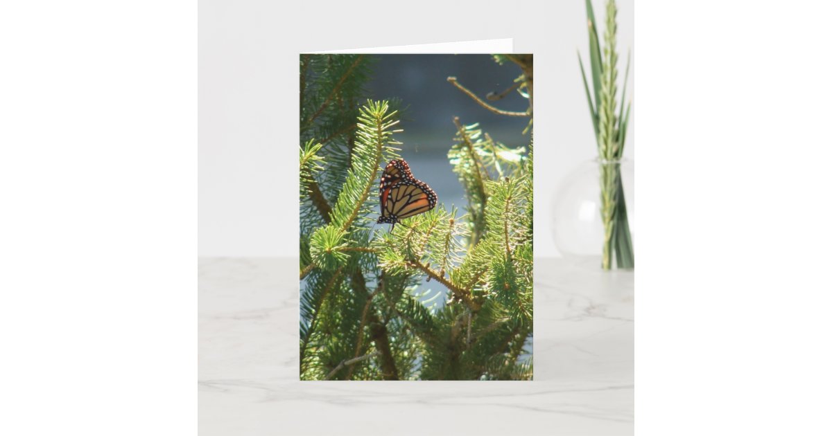 Butterfly on Pine Tree Card | Zazzle
