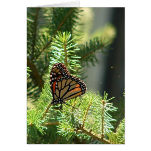 Butterfly on Pine Tree Cards