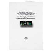 Butterfly on Pink Flower (Back)