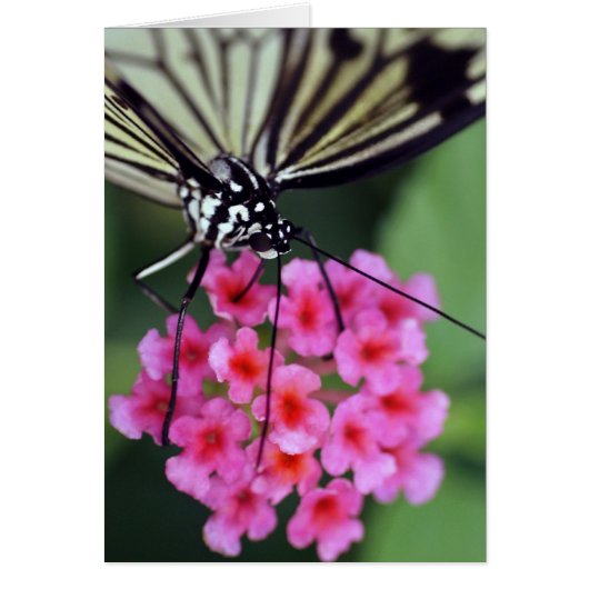 Butterfly on Pink Flower Cards (Front)