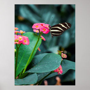 Butterfly on Pink Flower Photography Poster