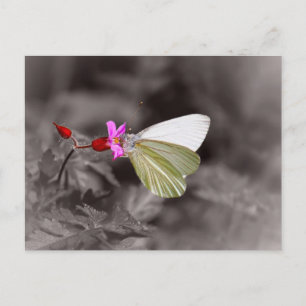 Butterfly On Pink Flower Postcard