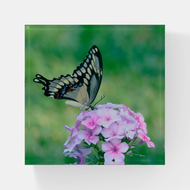 Butterfly On Pink Flowers Paperweight (Front)