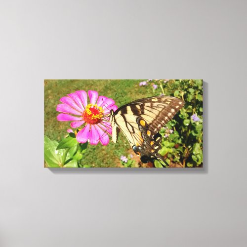 Butterfly on Pink Zinnia Side View Canvas Print
