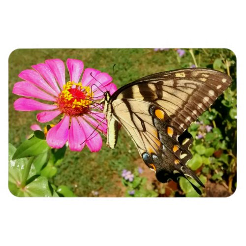 Butterfly on Pink Zinnia Side View Magnet