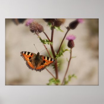 Butterfly On Plant Poster by pulsDesign at Zazzle