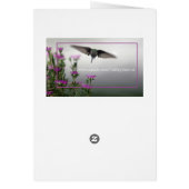 Butterfly On Purple Coneflower (Back)