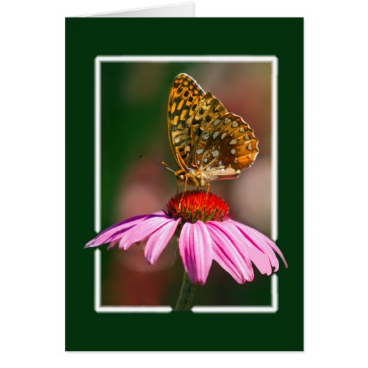 Butterfly On Purple Coneflower (Front)