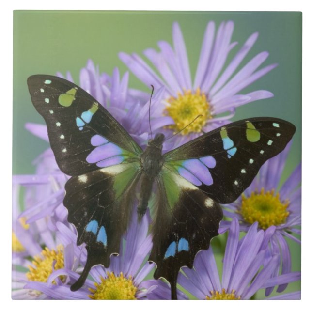 Butterfly on Purple Flower Ceramic Tile (Front)