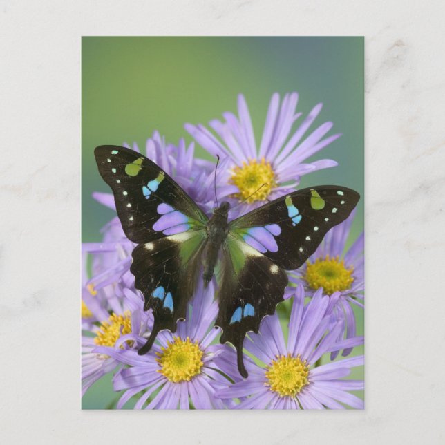 Butterfly on Purple Flower Postcard (Front)