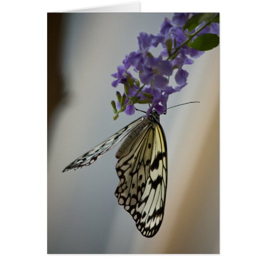 Butterfly on Purple flowers Cards (Front)