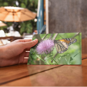 Butterfly on Purple Thistle Nature Photography Postcard
