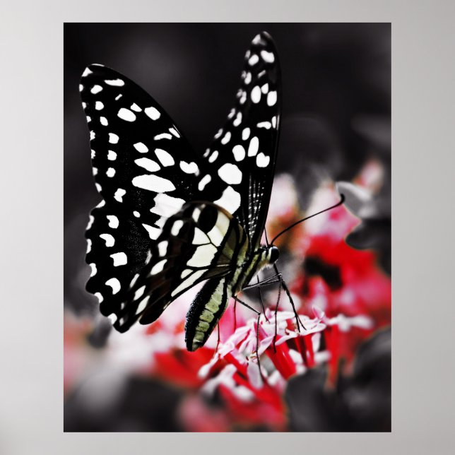Butterfly on Red Flower Poster (Front)