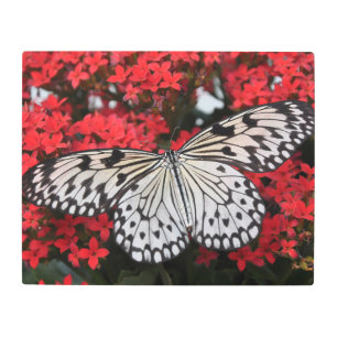 Butterfly on Red Flowers Metal Print