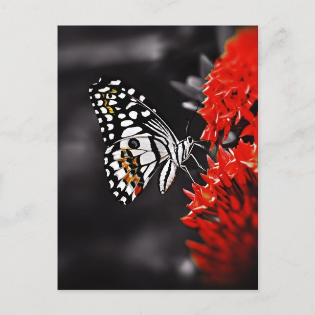 Butterfly on Red Flowers Postcard (Front)