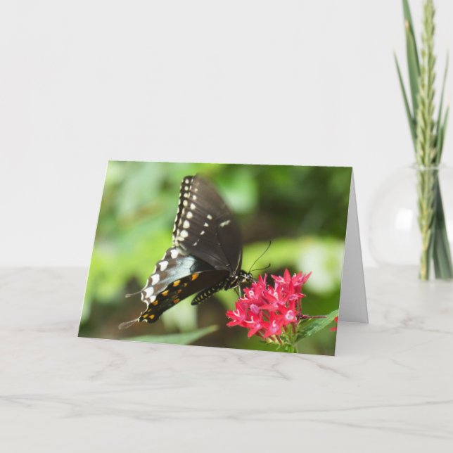 "Butterfly on Red Pentas." Greeting Card (Front)
