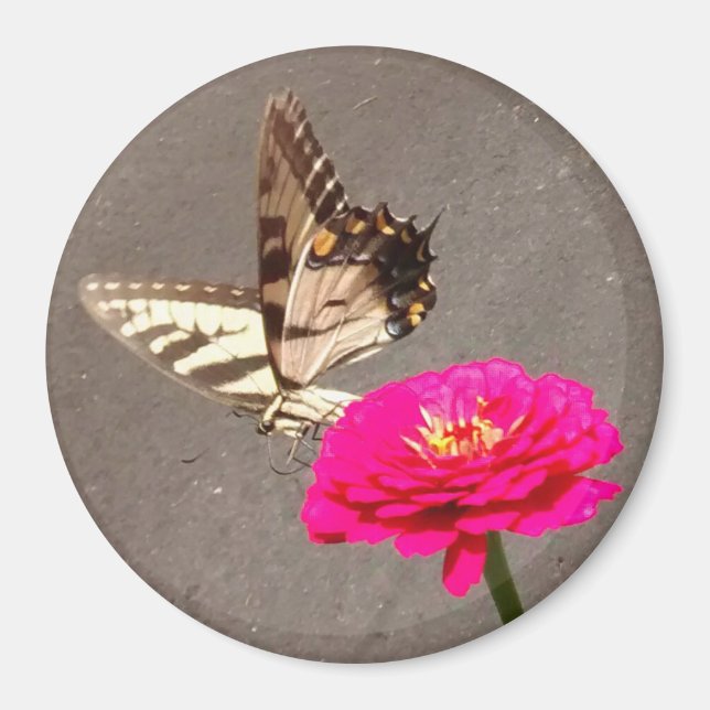 Butterfly on Red Zinnia with Pavement Background M Magnet (Front)