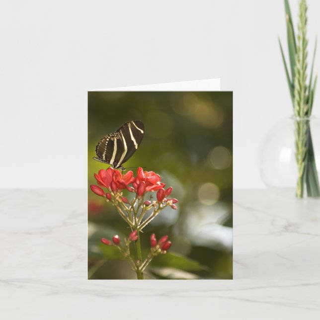 Butterfly on Royal Poinciana Blank Note Card (Front)